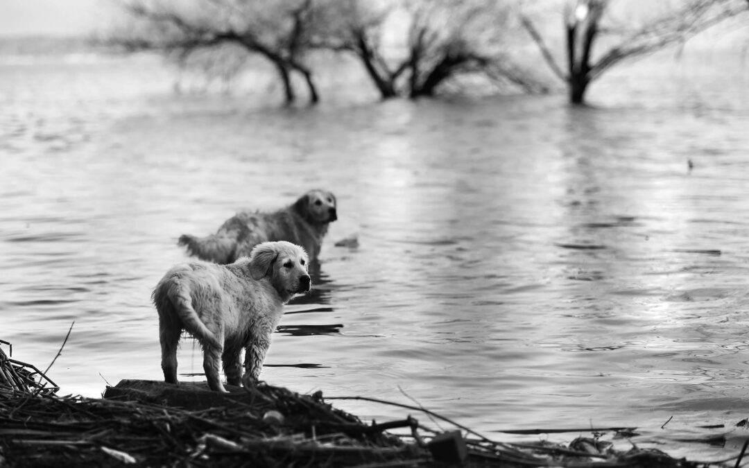 Een koelmat en waterblazer voor je hond zijn onmisbaar! Ontdek hoe je jouw hond koel houdt in de zomer en hoe een waterblazer helpt bij vachtverzorging.