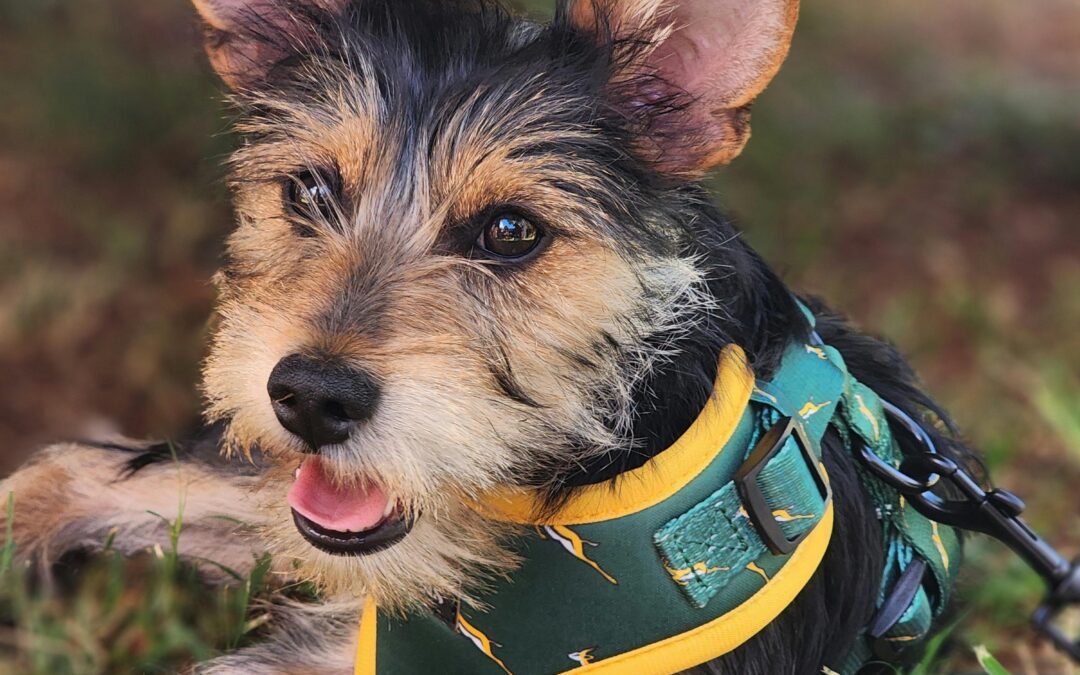 Hond krijgt een ontwormingstablet toegediend door zijn baasje.